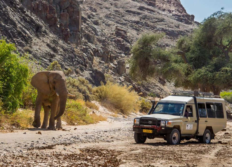 009 Namib Wüstenelefanten Etosha