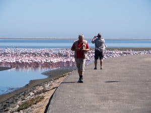 Flamingos im Atlantik