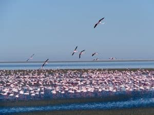 Flamingoschwarm