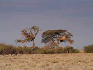 Etoshabäume