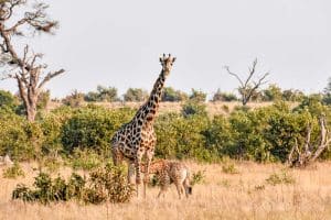 Giraffenbaby beim Trinken