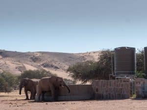 Aba Huab Wüstenelefanten