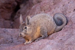 Viscacha