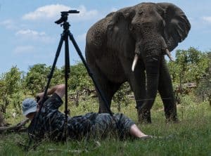 Spielen mit Elefanten