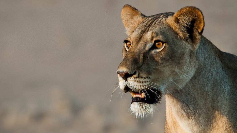 Löwin in der Kalahari von Chrigu Aeschlimann