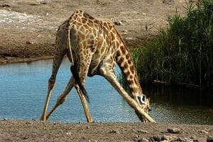 Langer Giraffendurst