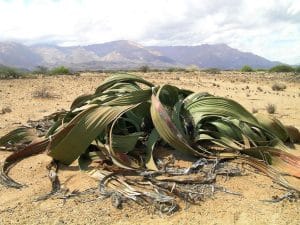 Die erste Welwitschia