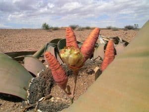 Welwitschiazapen