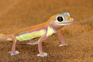 Palmato-Gecko