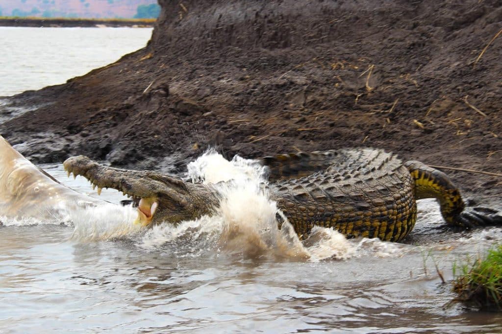 Krokodilexplosion © Max Weber
