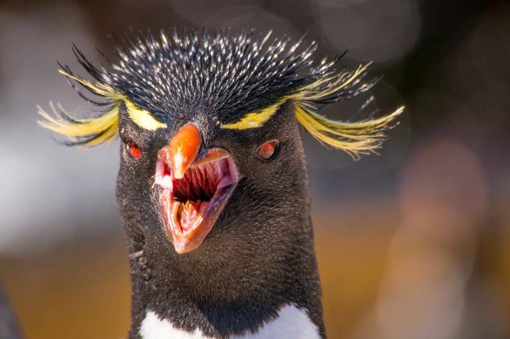 Rockhopper Pinguin