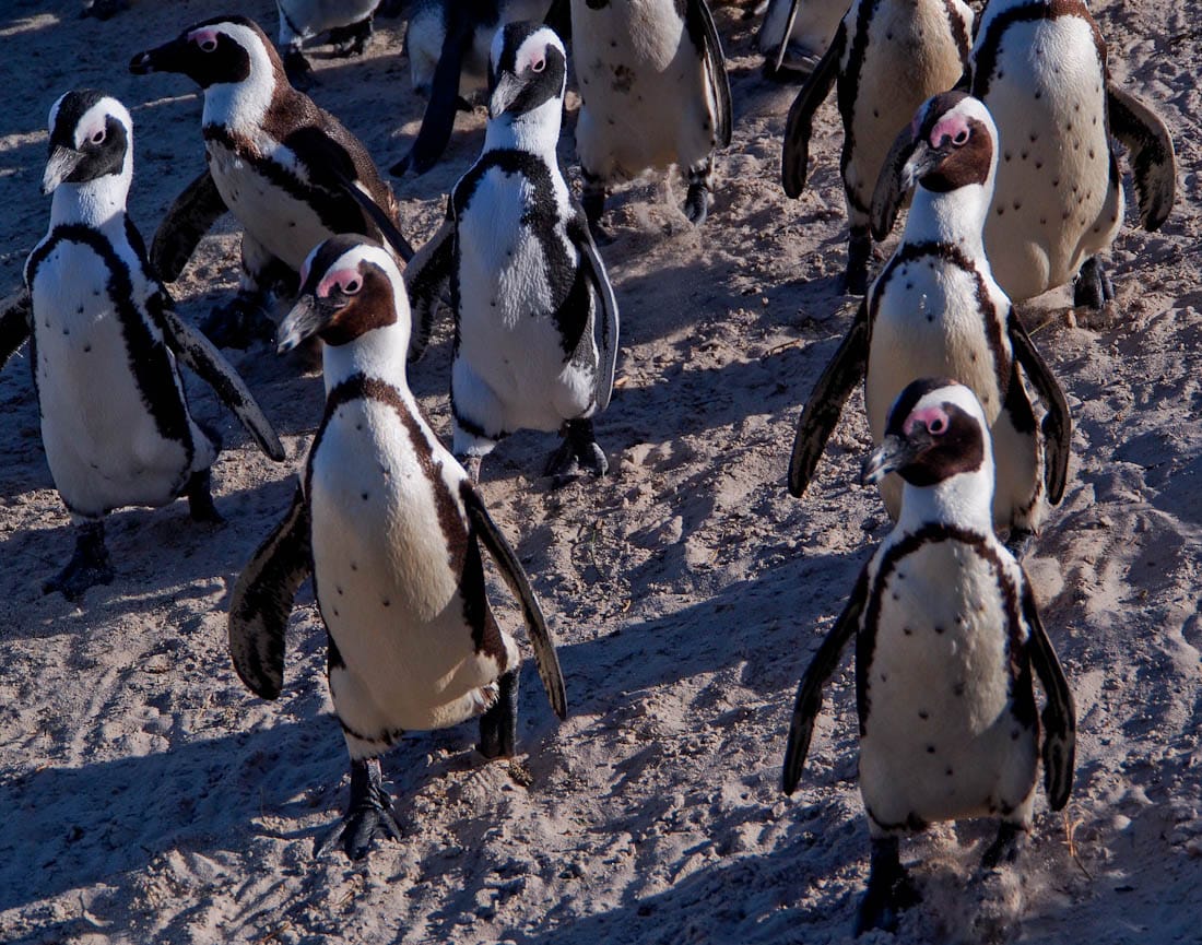 Pinguin Parade