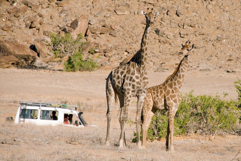 Giraffenfilmstar