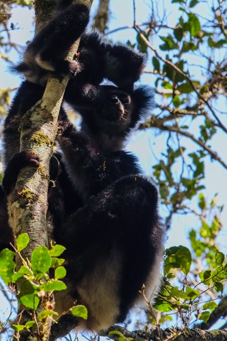 Indri-Lemur