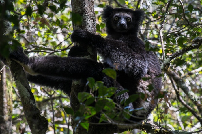Indri Lemur ganz nahe