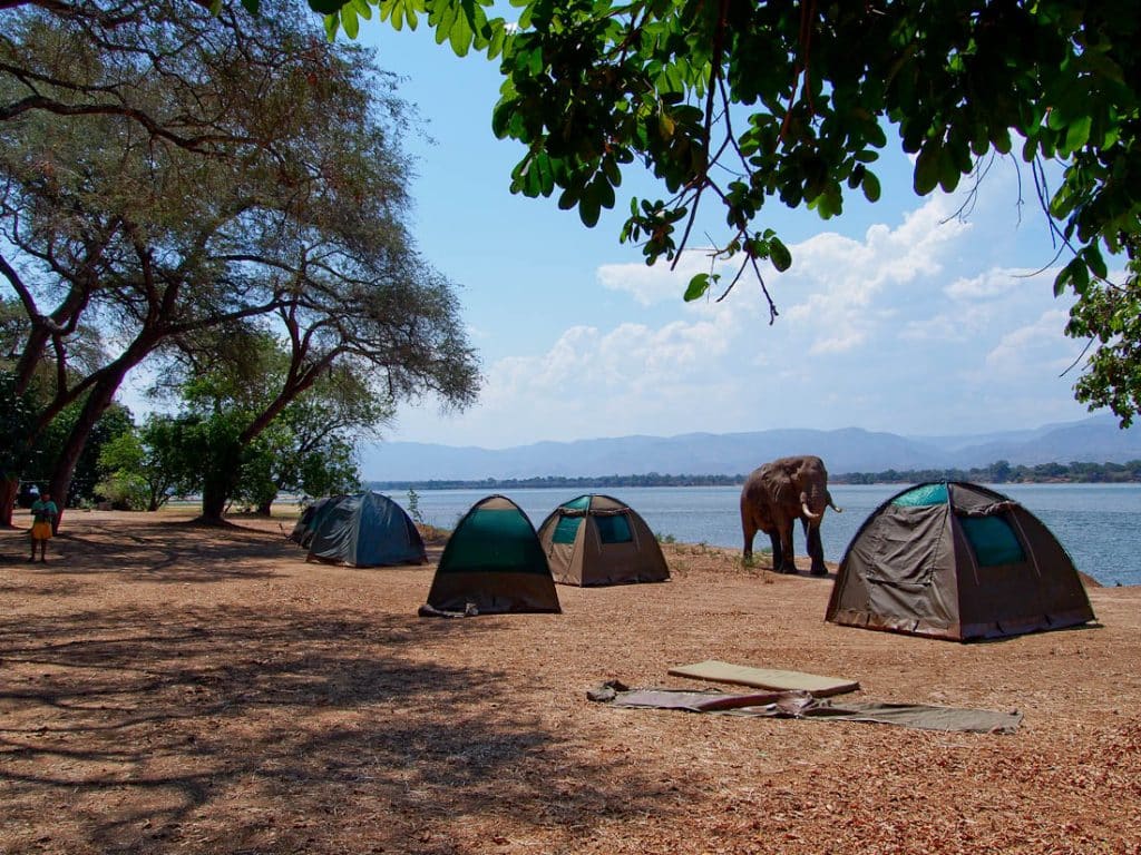 Manapoolselefant im Camp