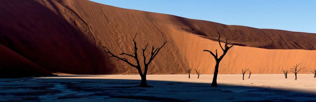 Dead Fly, Namib Desert