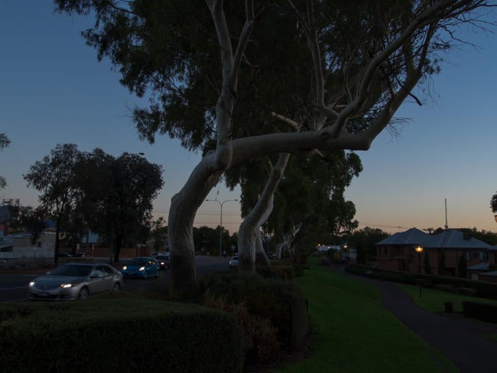 Eukalyptusbäume im Abendverkehr