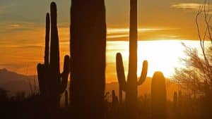 Arizona_0422_SaguaroNP