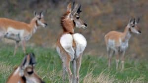 South Dakota_0408_Pronghorn