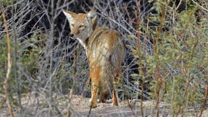 Texas_0595_Coyote