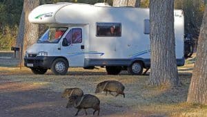 Texas_0963_Javelina