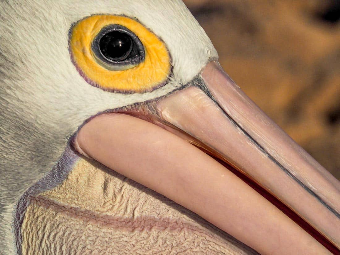Pelikanflirt