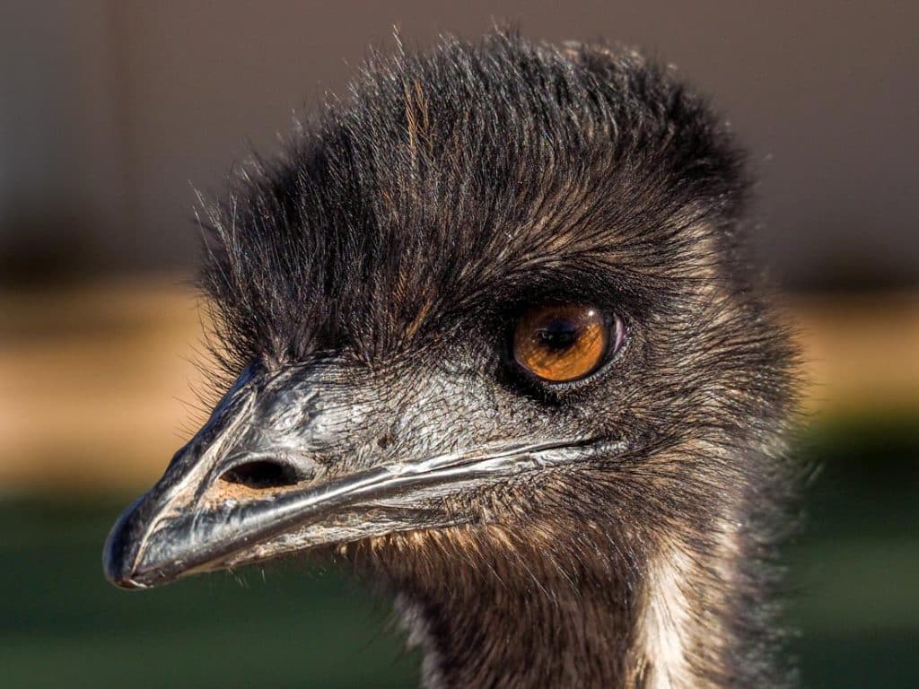 Emu als Emfangschef
