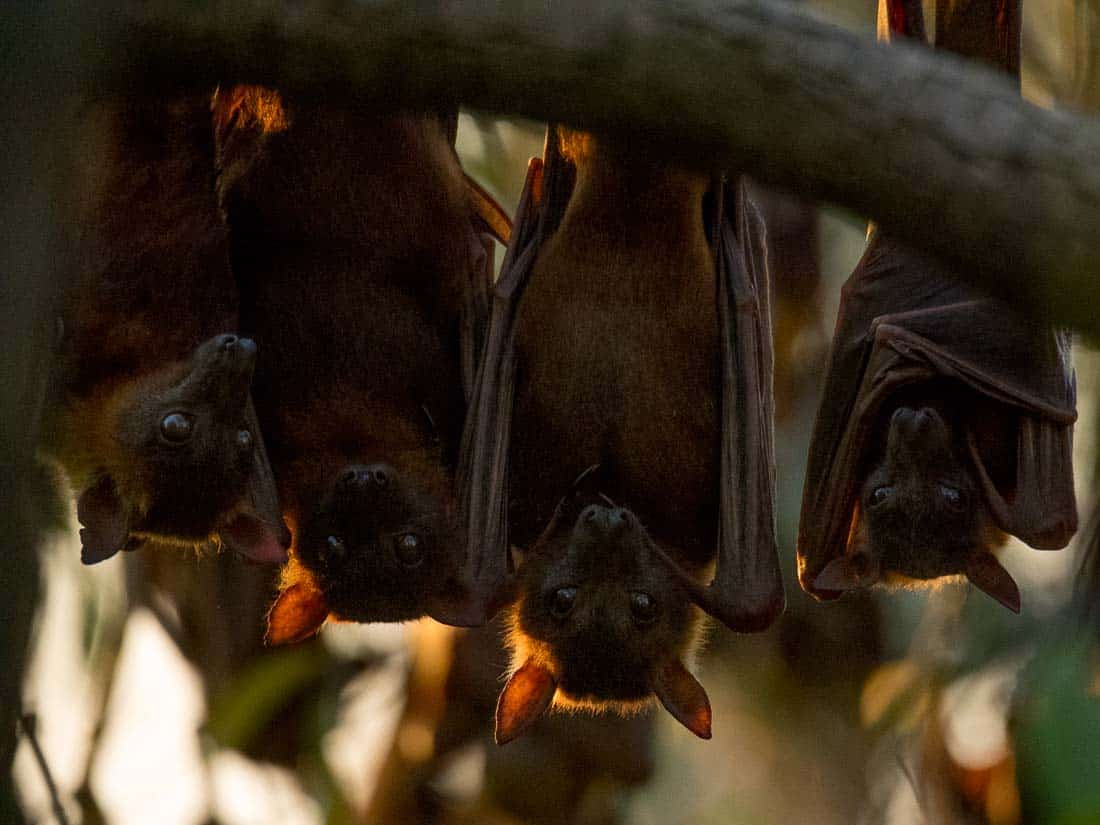 Katherine Flying Foxes