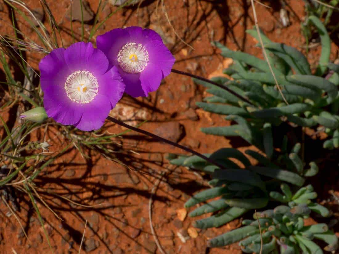 Outbackflowers