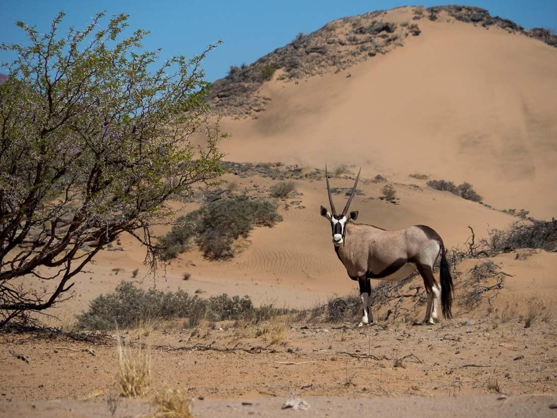 Namibia Foto 61