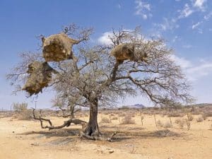 Hinunter in die Namibwüste