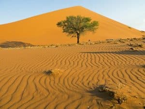 Bei den Dünen in der Namib