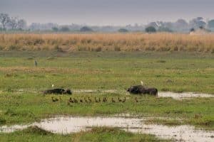 Buffalo Core am Okavango