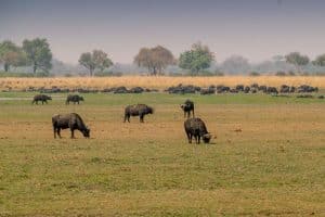 Buffalo Core am Okavango
