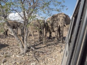 Zu Besuch bei den Wüstenelefanten