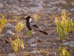 Blacksmith Plover