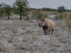 Spitzmaulnashorn