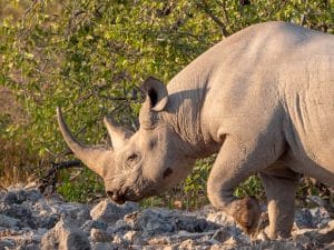 Noch ein Spitzmaulnashorn