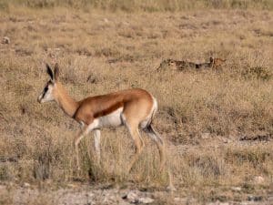 Pass auf, Springbock