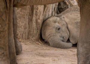 Sleeping Elephantbaby, Hoanib, Namibia