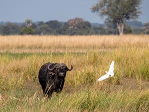 Buffalo Ridge Nationalpark am Okavango