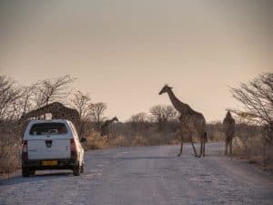 Giraffen Roadblock