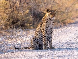 Ein Leopard wartet auf uns am Strassenrand