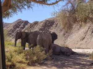 Wüstenelefanten im Hoanib
