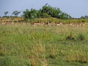 Nkasa Rupara National Park