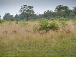 Mudumu Nationalpark, Babwata Aerea