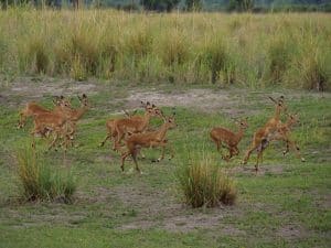 Mahango Game Reserve