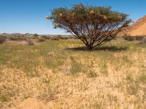 Namibwüste nach dem grossen Regen