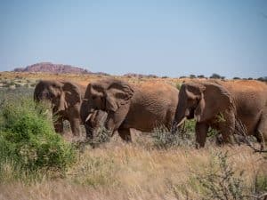 Mit EHRA bei den Wüstenelefanten am Brandberg